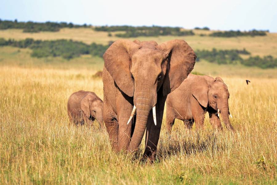 Afrikanische Elefanten (Symbolbild: Pexels)