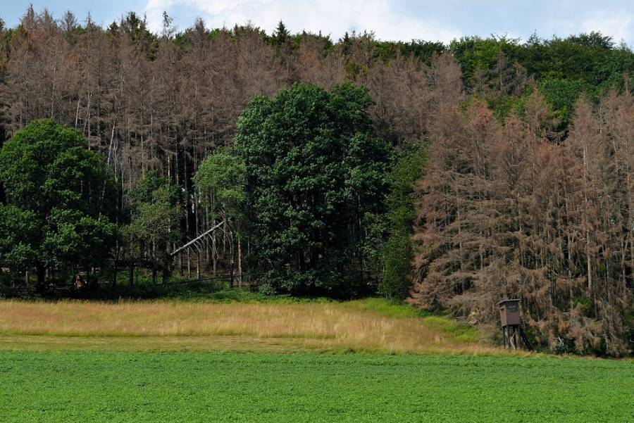 Wald im Klimastress. (Symbolbild: Detmold)