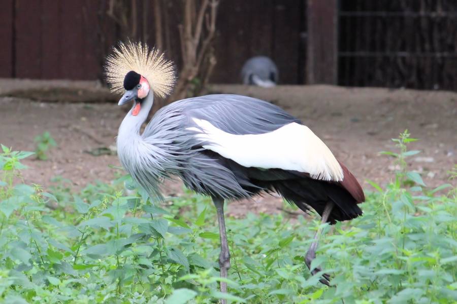 Vogelgrippe im Zoo Berlin ausgebrochen – bisher ein Fall bestätigt