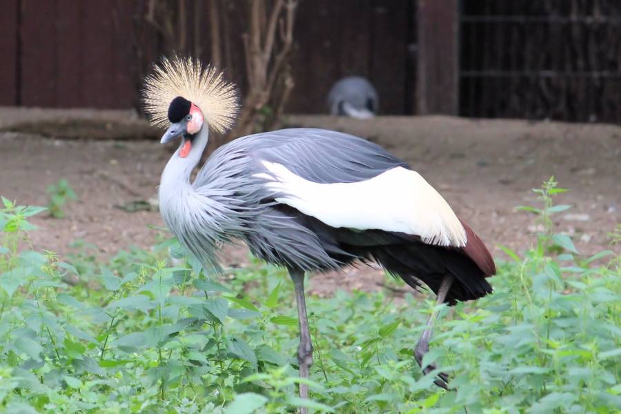 Kronenkranich im Zoo Berlin. (Symbolbild: Hans Benn)