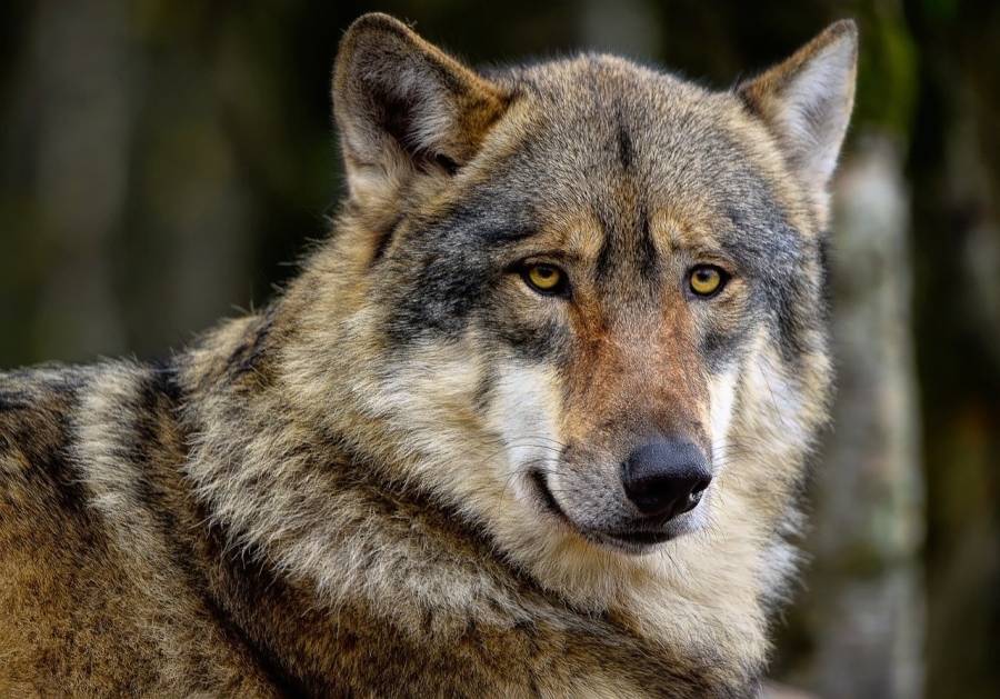 Ein Wolf (Symbolbild: A Quinn)