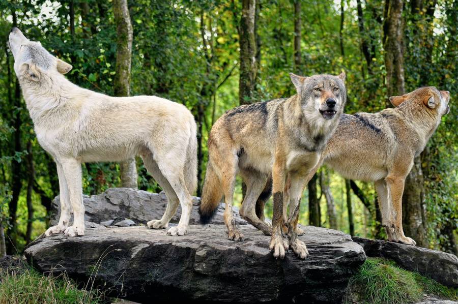 Drei Wölfe auf einem Felsen. (Symbolbild: A. Quinn)
