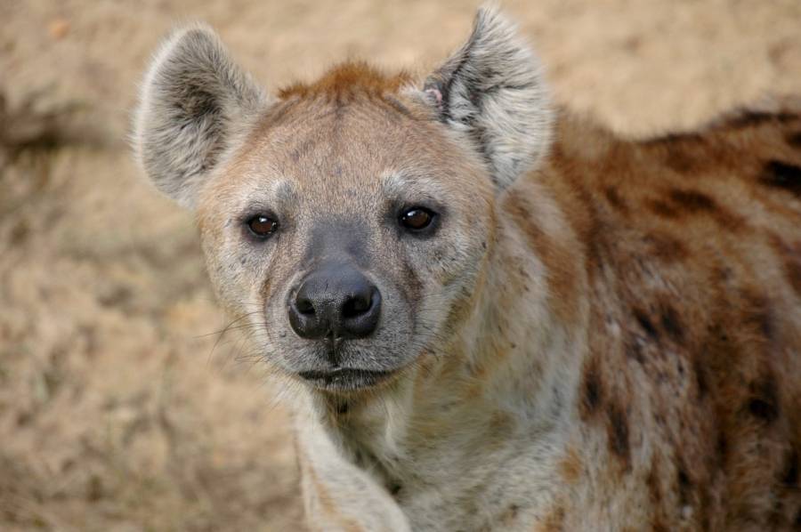 Bei von Weibchen dominierten Arten wie Tüpfelhyänen setzen Tiere beiderlei Geschlechts seltener auf Aggression und häufiger auf unterwürfige Signale und Gesten (Symbolbild: PatternPictures)