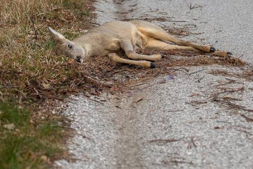 Falsche Jäger stehlen verunfalltes Reh und leisten Widerstand