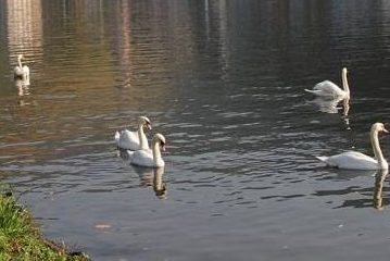Schwan bei Zell an der Mosel getötet