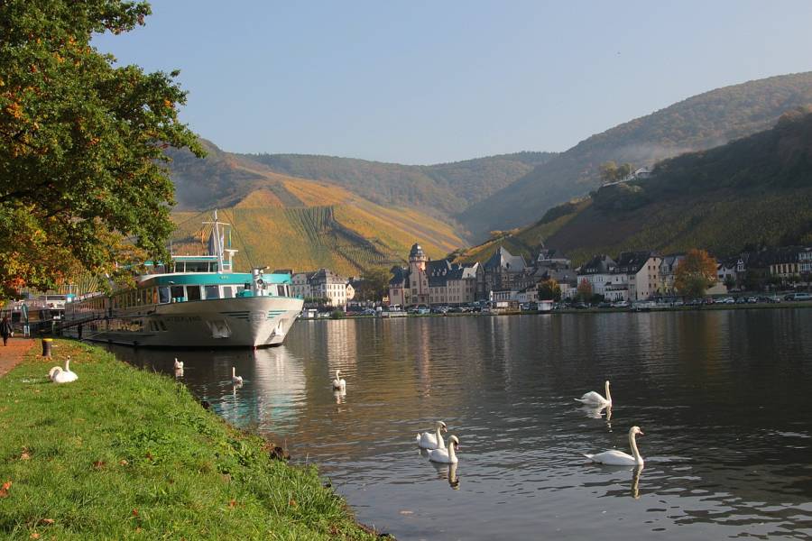 Schwäne auf der Mosel bei Bernkastel. (Symbolbild: Günther Schneider)