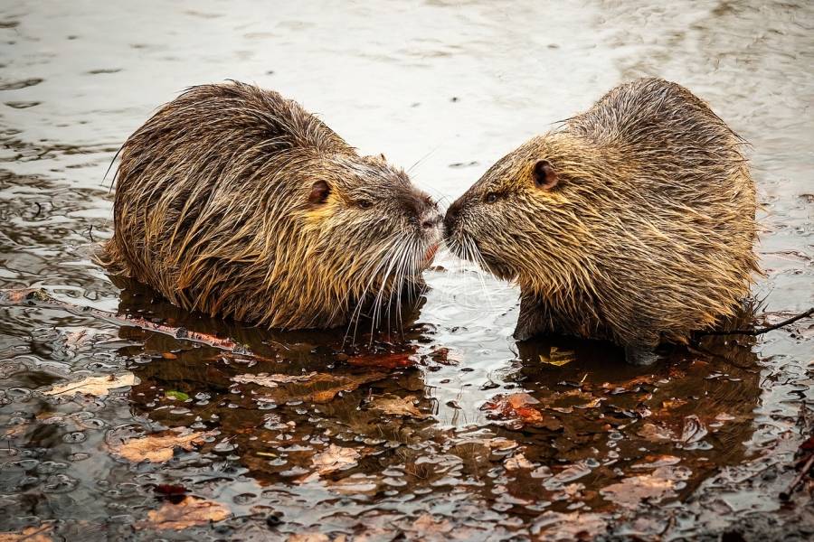 Zwei Nutria (Symbolbild: Juergen57BS)