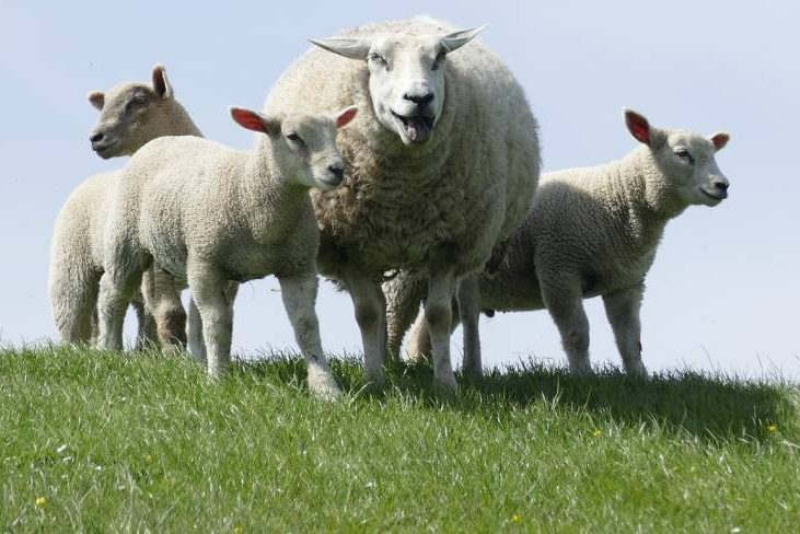 Schafe auf einer Weide (Symbolbild: Stefan Zier)