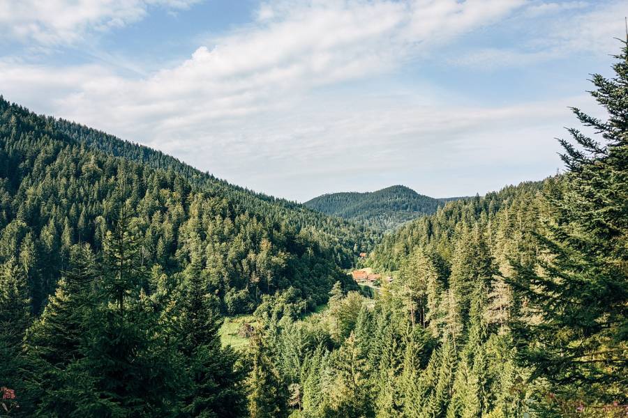 Der Schwarzwald (Symbolbild: Markus Winkler)