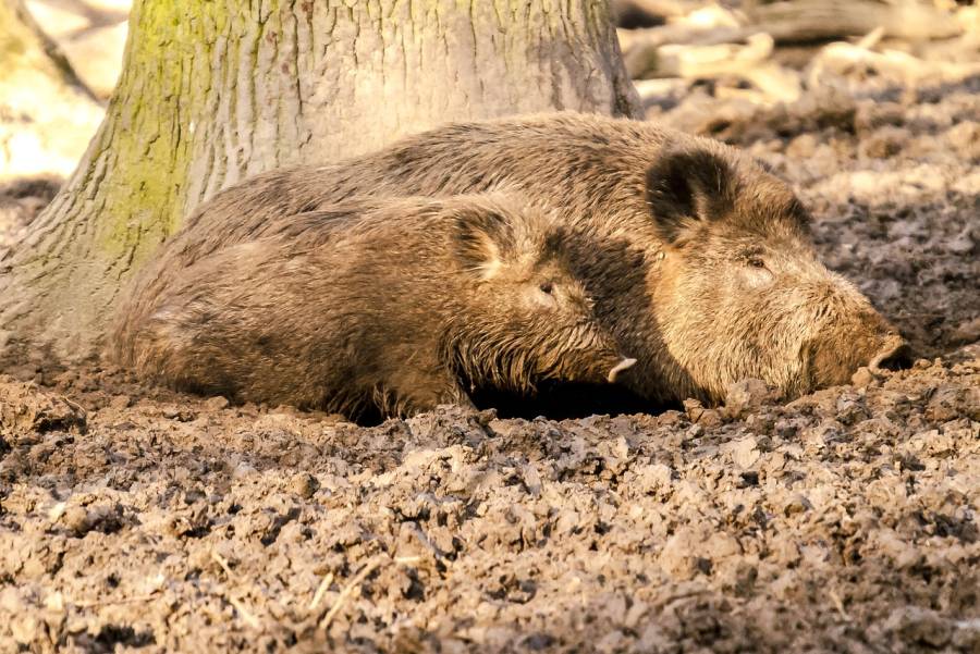 Zwei liegende Wildschweine. (Symbolbild: Kathy Büscher)