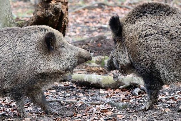 Zwei Wildschweine (Symbolbild: Annette Meyer)