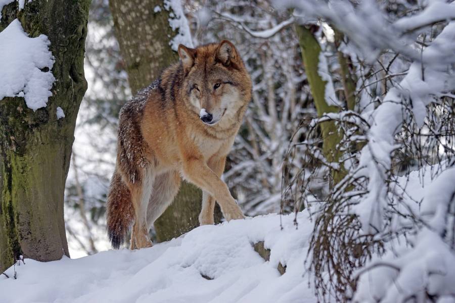 Wolfspopulation im Monitoringjahr 2021/22 leicht angestiegen