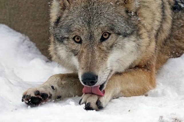 Wolf im Schnee (Symbolbild: Marcel Langthim)