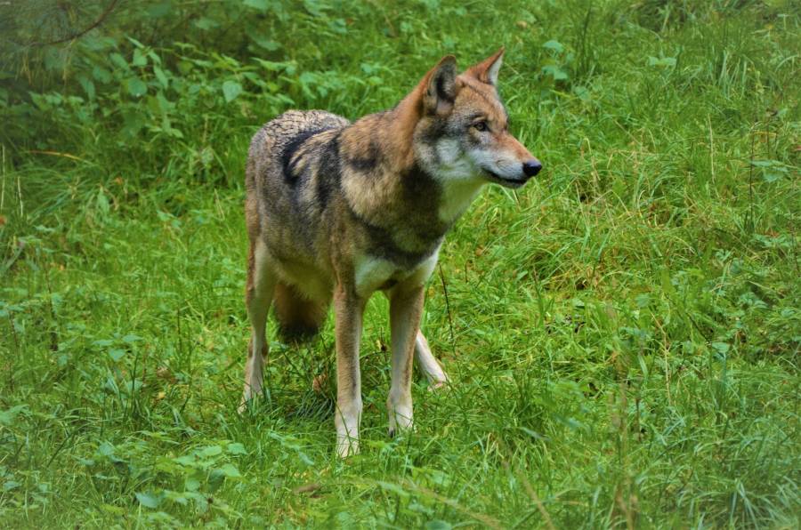 Ein Wolf (Symbolbild: Olle August)