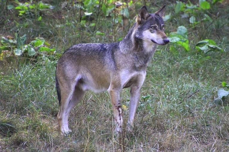 Dritter Jungwolf des Wannaspitzrudels erlegt