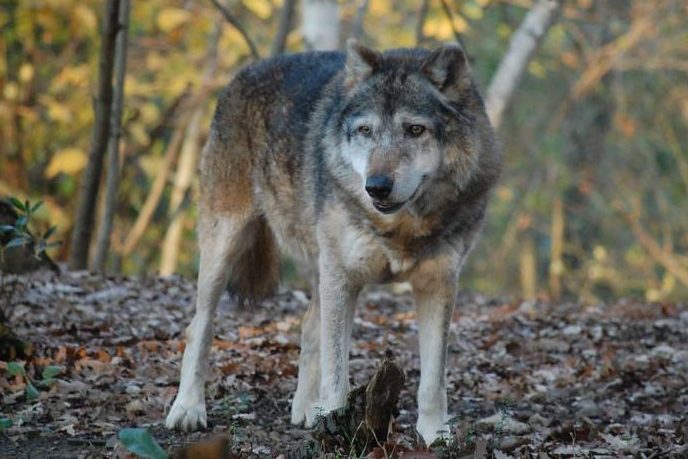 Wolf im Herbstwald. (Symbolbild: Ilaria Angelotti)
