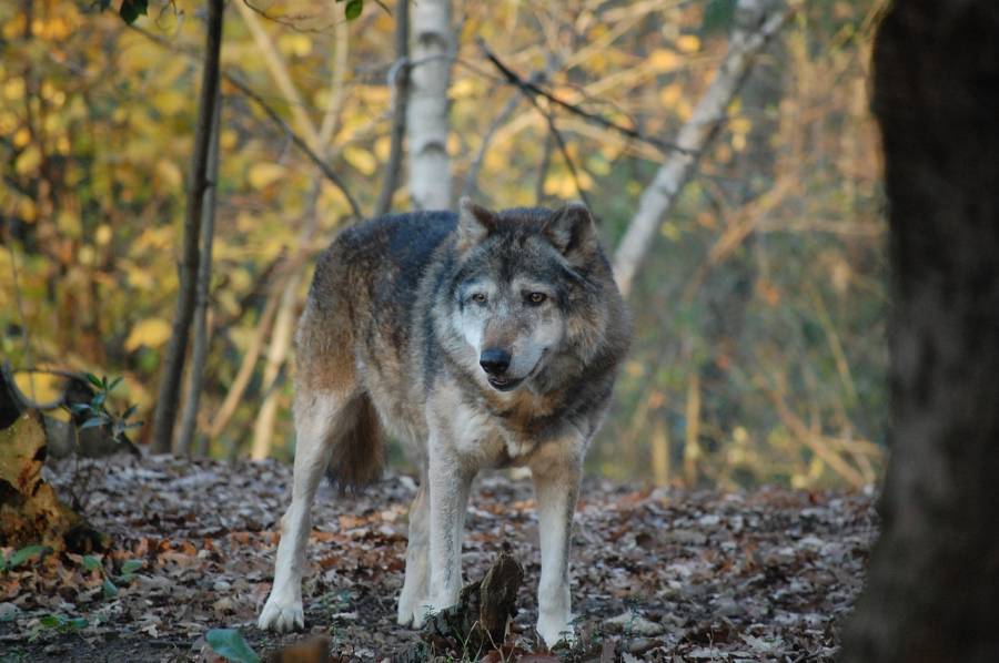 Wolf im Herbstwald. (Symbolbild: Ilaria Angelotti)