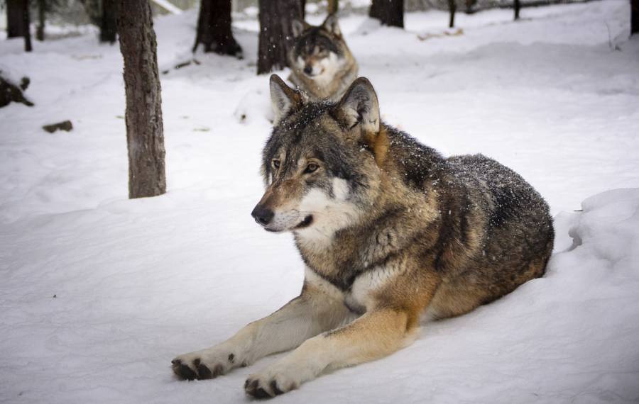 Zwei Wölfe im Schnee. (Symbolbild: Madeleine Lewander)