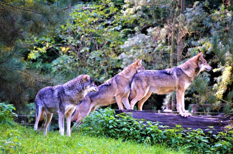 Drei Wölfe (Symbolbild: Olle August)
