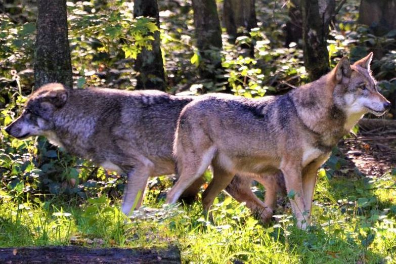 Verwandtschaft verpflichtet – Jagdhunde und Wölfe teilen sich ihre Parasiten