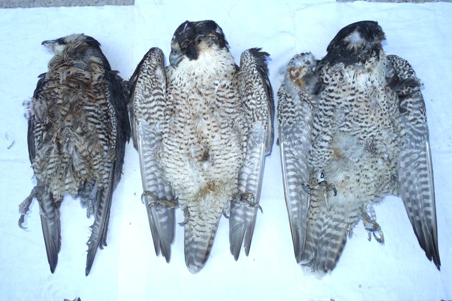 Die Kadaver der verendeten Wanderfalken (Foto: Polizei Münster)