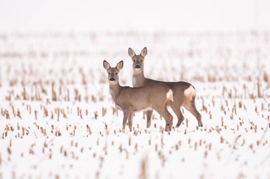 Im Winter sind Reh, Hirsch und Co. zumeist nicht auf menschliche Hilfe angewiesen. Unsachgemäße Fütterung kann erheblichen Schaden anrichten. (Quelle: Rolfes/DJV)