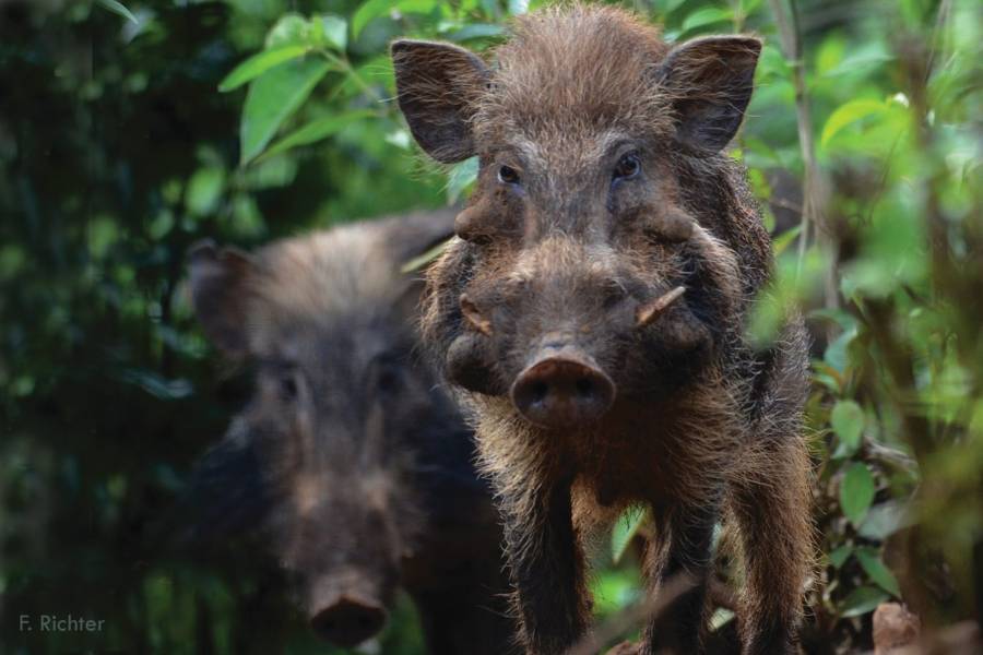 Besucherinnen und Besucher können in Zoos das Verhalten, das Aussehen bis hin zum Geruch der Tiere kennenlernen. "Damit wächst das Bewusstsein für bedrohte Tierarten, wie zum Beispiel dem Pustelschwein. Das Zootier des Jahres 2022 wurde so bekannter und konnte mit mehreren Projekten in Südostasien unterstützt werden", erklärt Volker Homes, VdZ-Geschäftsführer. (Bildrechte: Verband der Zoologischen Gärten (VdZ) / Fotograf: F. Richter)