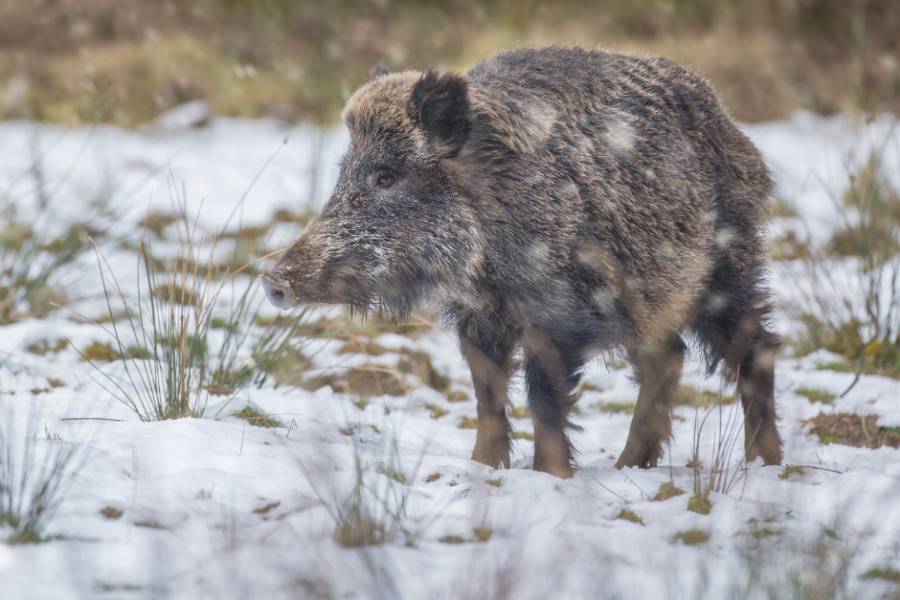 Wildschwein im Schnee. (Quelle: Canva/LJVB)