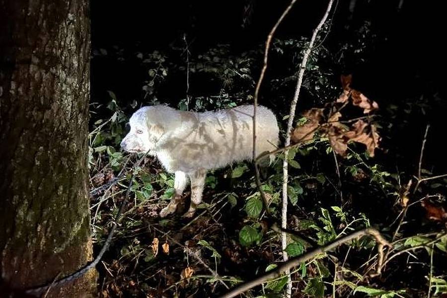 Der ausgesetzte Kuvasz. (Foto: Polizei)