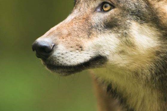 Wolfswelpen suchen warmen Unterschlupf im Heulager