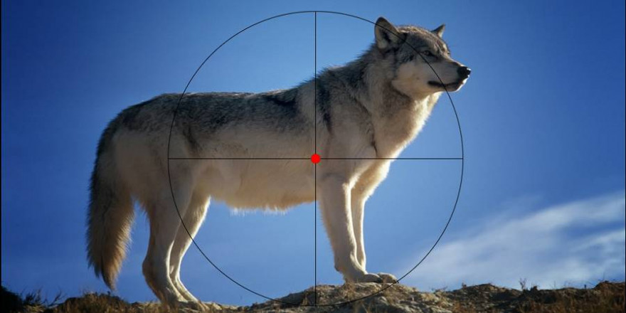 Wolf im Fadenkreuz (Symbolbild: David_Mark/mlz)