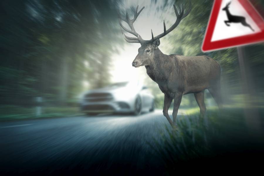 Ein Hirsch wechselt bei einem Gefahrenzeichen „Achtung Wildwechsel“ vor einem Pkw auf eine Straße. (Symbolbild: iStock/Marcus Millo)