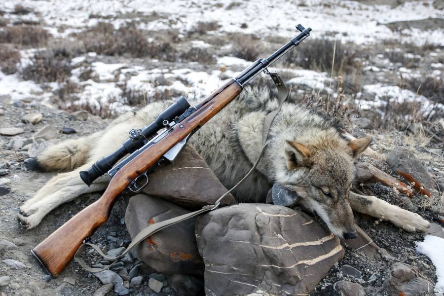 Ein erlegter Wolf. (Symbolbild: iStock)