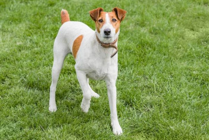 Glatter Foxterrier im Gras stehend. (Symbolbild: iStock/Ekaterina Utorova)