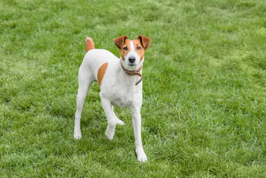 Glatter Foxterrier im Gras stehend. (Symbolbild: iStock/Ekaterina Utorova)