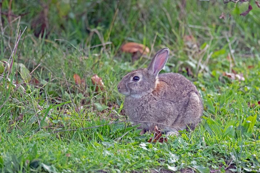 Die Strecken von Wildkaninchen und Ringeltauben waren im Jagdjahr 2021/22 rückläufig. (Symbolbild: Dr. Georg Wietschorke)