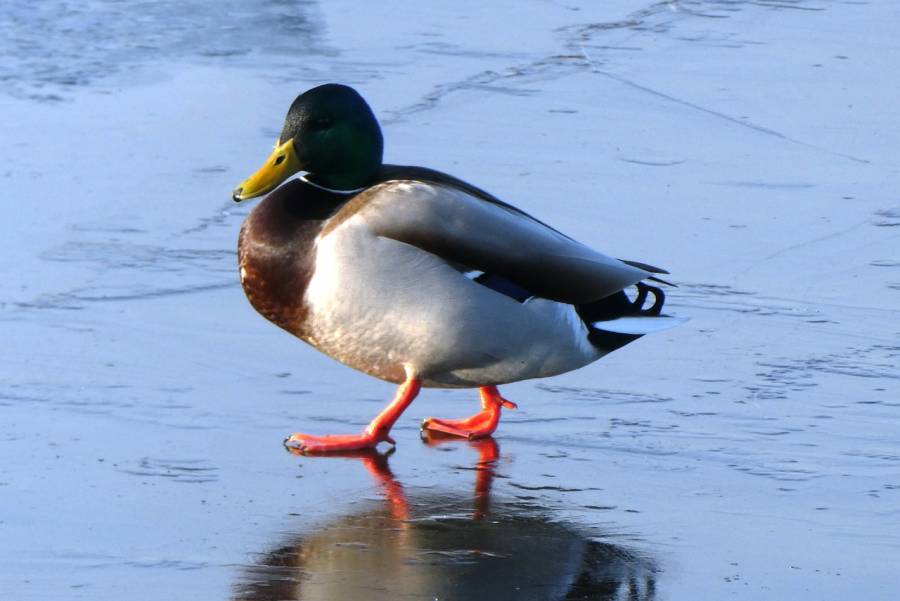 Stockentenerpel auf einer Eisfläche (Beispielbild: Elsemargriet)