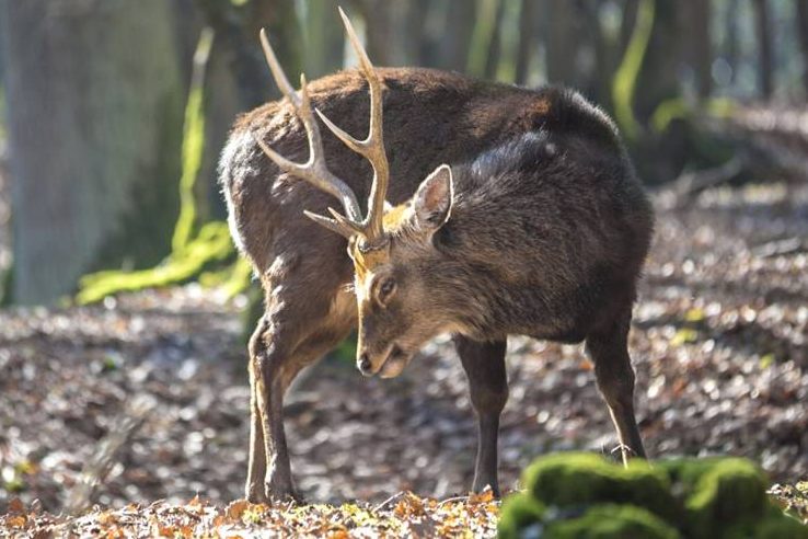 Ein Sikahirsch (Symbolbild: François BENOIS)