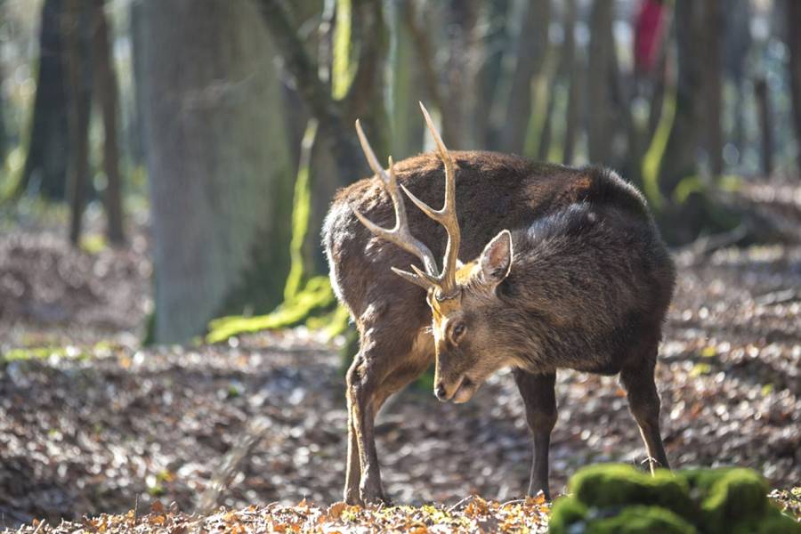 Ein Sikahirsch (Symbolbild: François BENOIS)