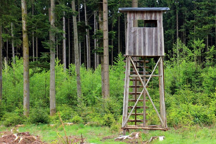 Hochsitz in einem Wald mit Baumstümpfen im Vordergrund. (Symbolbild: Manfred Antranias Zimmer)