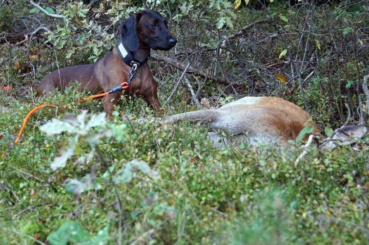 Jagdhund an einem erlegten Stück Wild. (Symbolbild: Artur Pawlak)