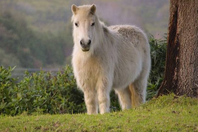 Ein Pony auf einer Weide. (Symbolbild: dewdrop157)