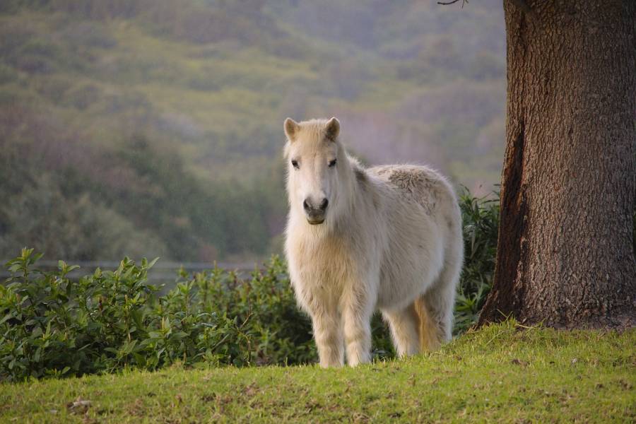 Ein Pony auf einer Weide. (Symbolbild: dewdrop157)