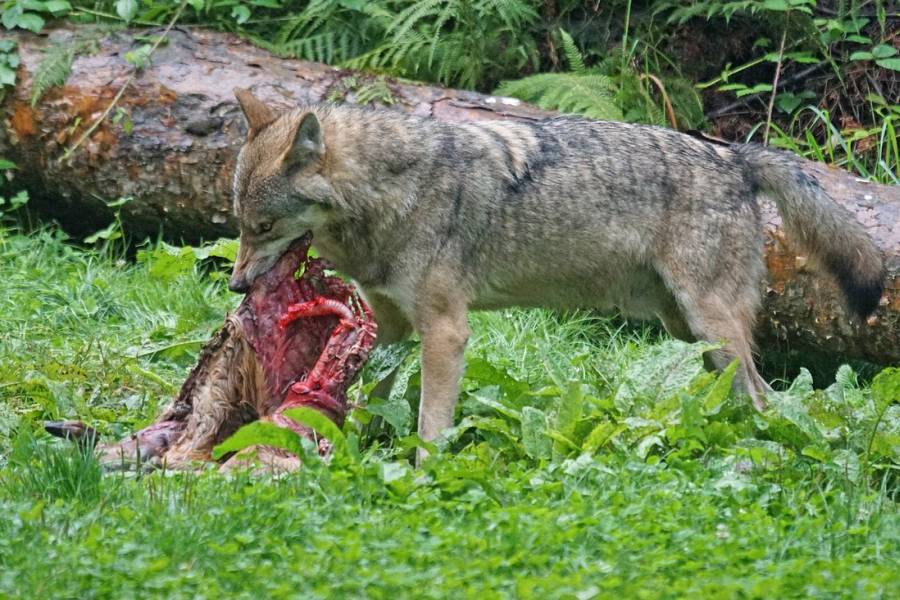 Ein Wolf an seinem Riss. (Symbolbild: Marcel Langthim)