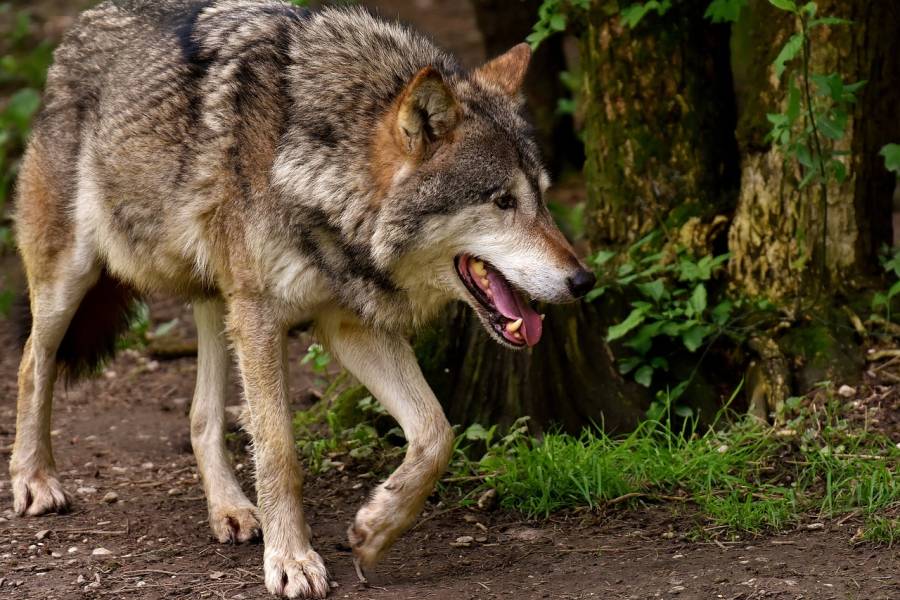 Ein Wolf (Symbolbild: Alexas-Fotos)