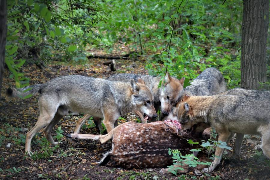 Fünf Wölfe an einem gerissenen Stück Damwild. (Symbolbild: Insa Osterhagen)
