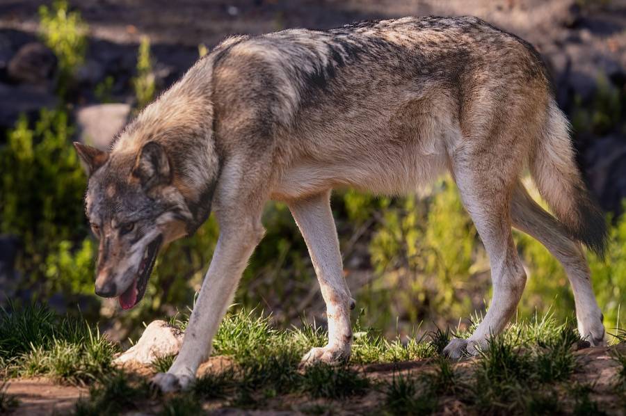 Ein ziehender Wolf. (Symbolbild: Bernhard Jaeck)