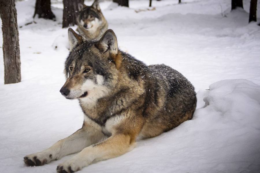 Zwei Wölfe im Schnee. (Symbolbild: Madeleine Lewander)