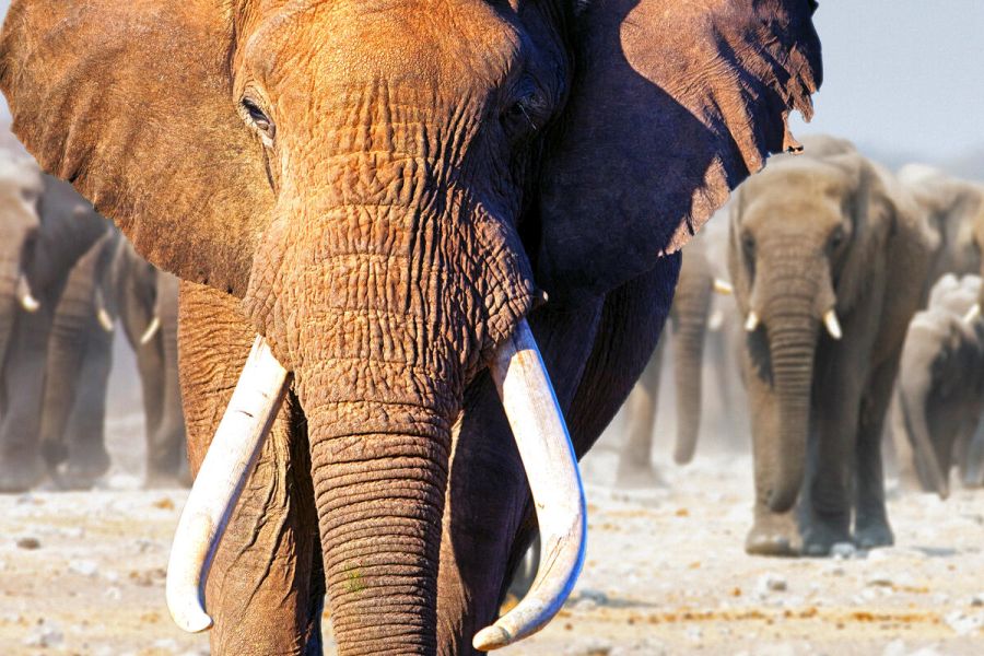 Konflikte zwischen Menschen und Elefanten haben dazu geführt, dass in Botswana ein fünfjähriges Jagdverbot aufgehoben wurde. (Quelle: Hattingh/DJV/CIC) 