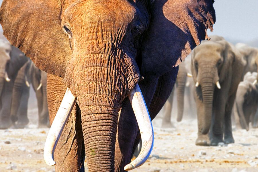 Konflikte zwischen Menschen und Elefanten haben dazu geführt, dass in Botswana ein fünfjähriges Jagdverbot aufgehoben wurde. (Quelle: Hattingh/DJV/CIC)